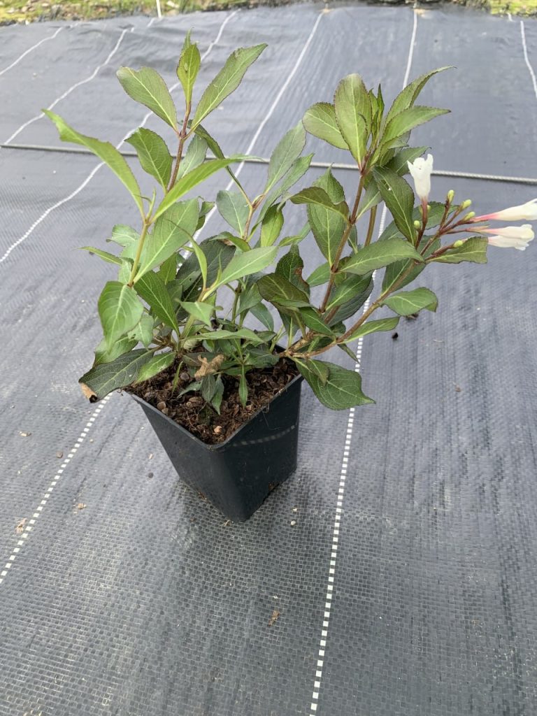 Вейгела 'Блэк энд Вайт' – Weigela florida 'Black and White'