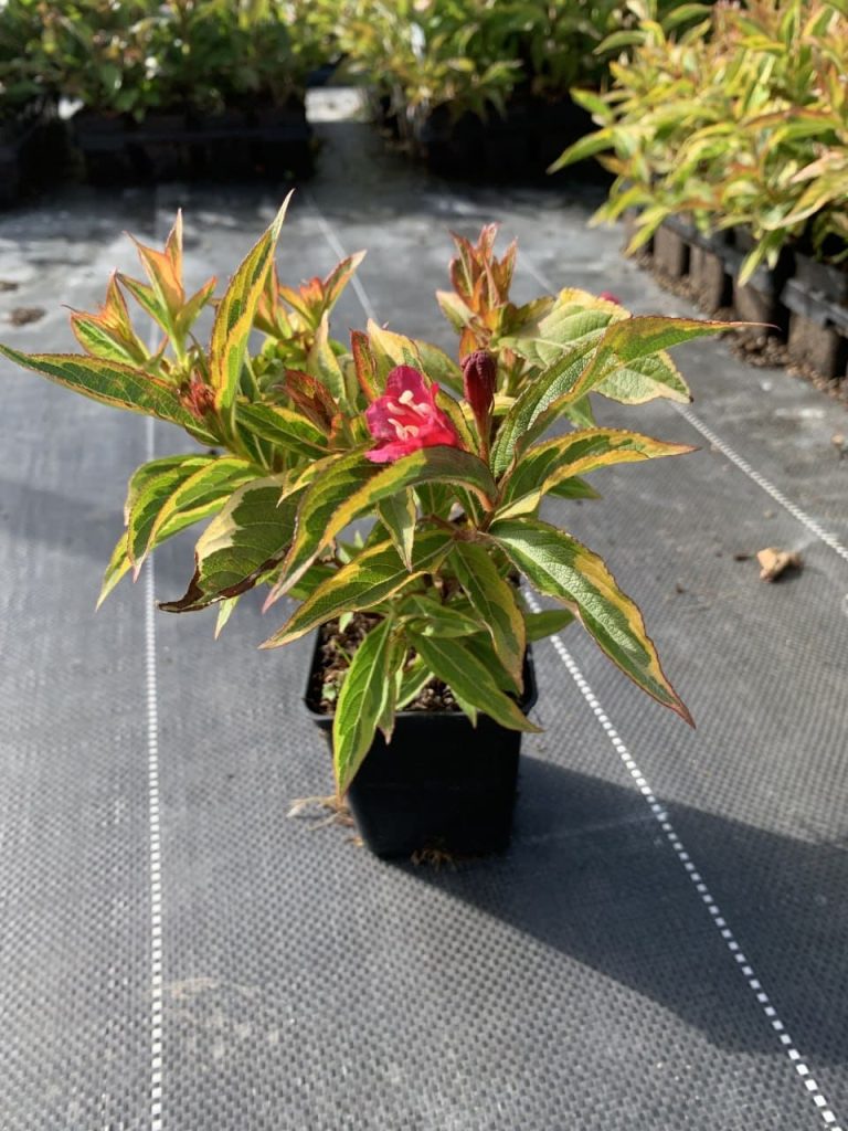 Вейгела цветущая 'Бригела' – Weigela flor. 'Brigela'