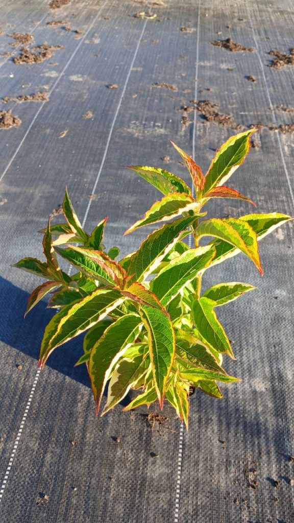 Вейгела цветущая 'Бригела' – Weigela flor. 'Brigela'