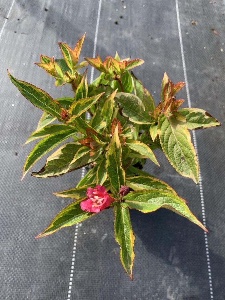 Вейгела цветущая 'Бригела' – Weigela flor. 'Brigela'