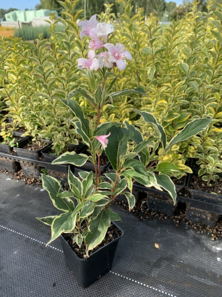 Вейгела цветущая 'Сюзанна' – Weigela flor. 'Suzanne'