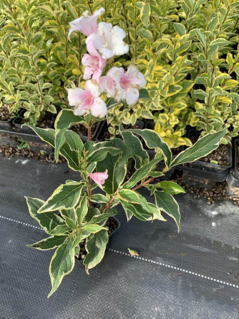 Вейгела цветущая 'Сюзанна' – Weigela flor. 'Suzanne'