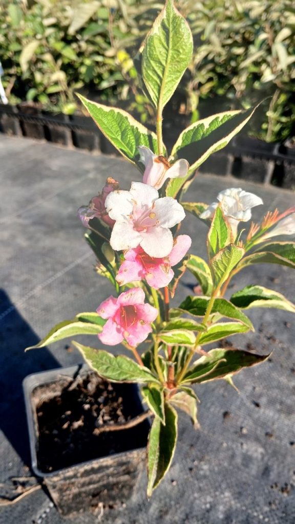 Вейгела цветущая 'Вариегата' – Weigela florida 'Variegata'
