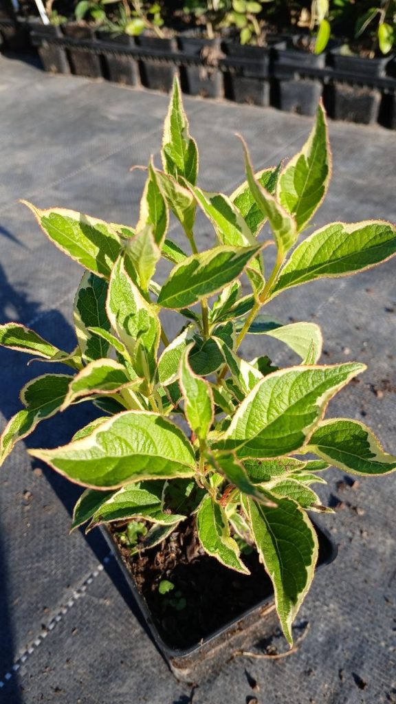 Вейгела цветущая 'Вариегата' – Weigela florida 'Variegata'