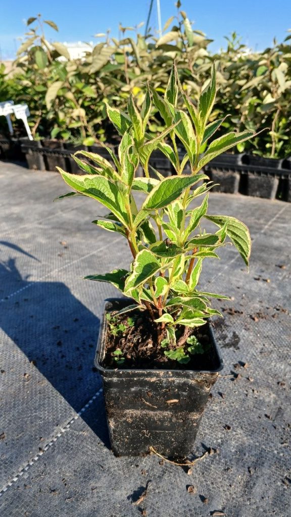 Вейгела цветущая 'Вариегата' – Weigela florida 'Variegata'