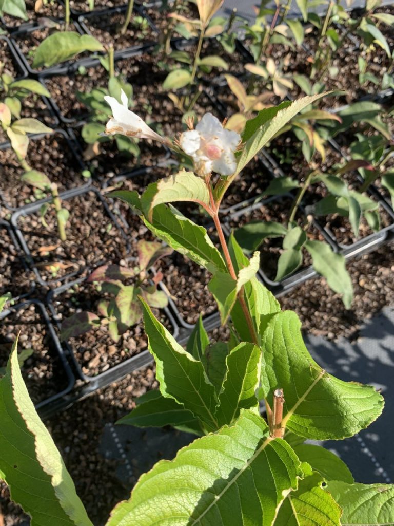 Вейгела 'Кандида' – Weigela 'Candida'