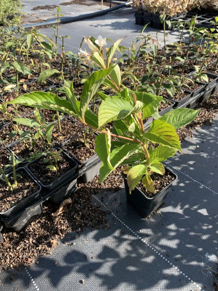 Вейгела 'Кандида' – Weigela 'Candida'