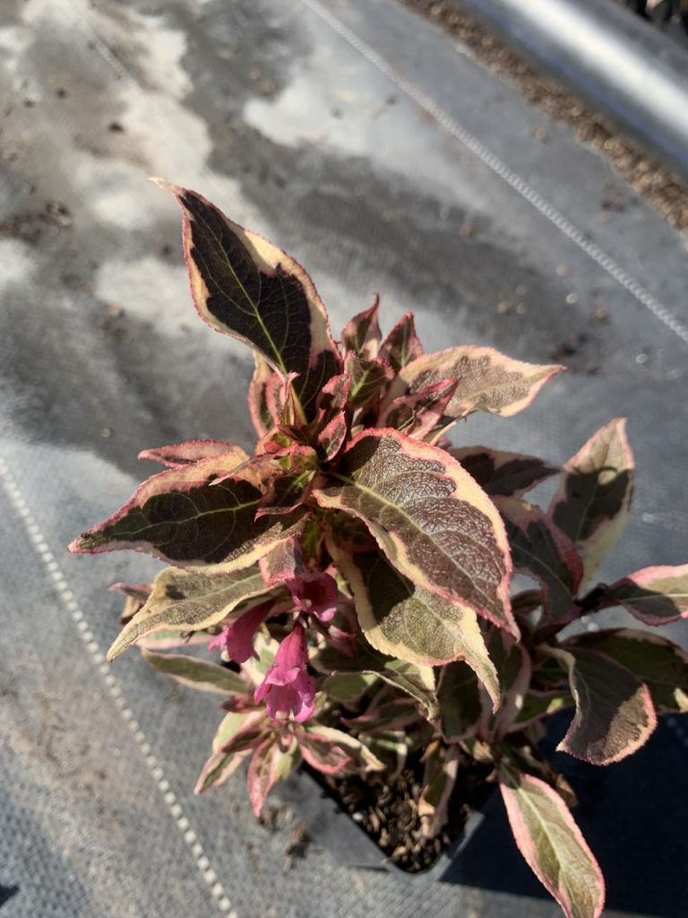Вейгела 'Олл Саммер Монет' – Weigela 'All Summer Monet'®