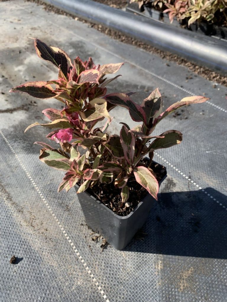 Вейгела 'Олл Саммер Монет' – Weigela 'All Summer Monet'®