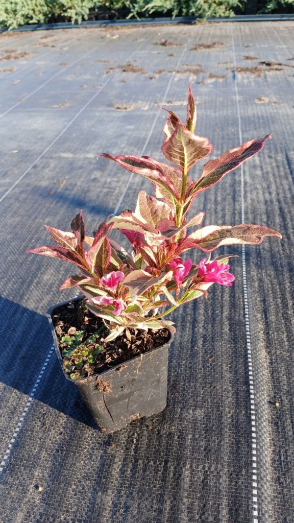 Вейгела 'Олл Саммер Монет' – Weigela 'All Summer Monet'®