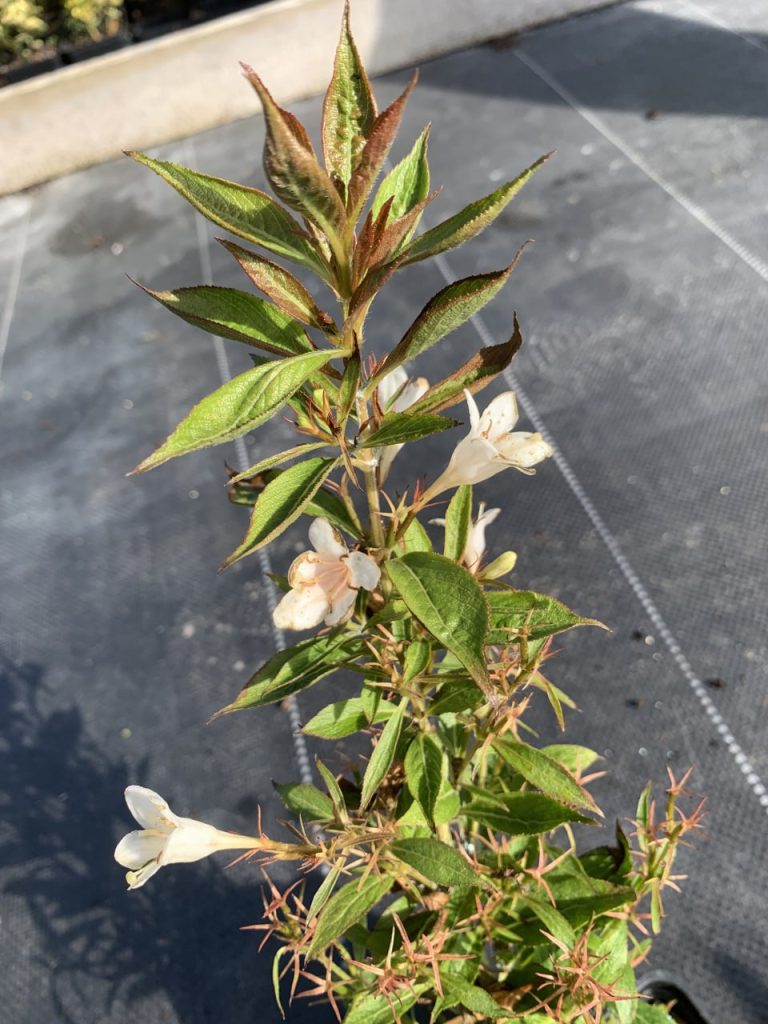 Вейгела 'Пикобелла Бьянко' – Weigela 'Picobella Bianco' PBR ® (защищенный сорт)