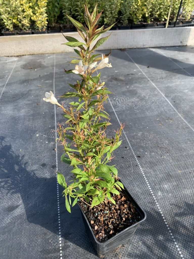 Вейгела 'Пикобелла Бьянко' – Weigela 'Picobella Bianco' PBR ® (защищенный сорт)