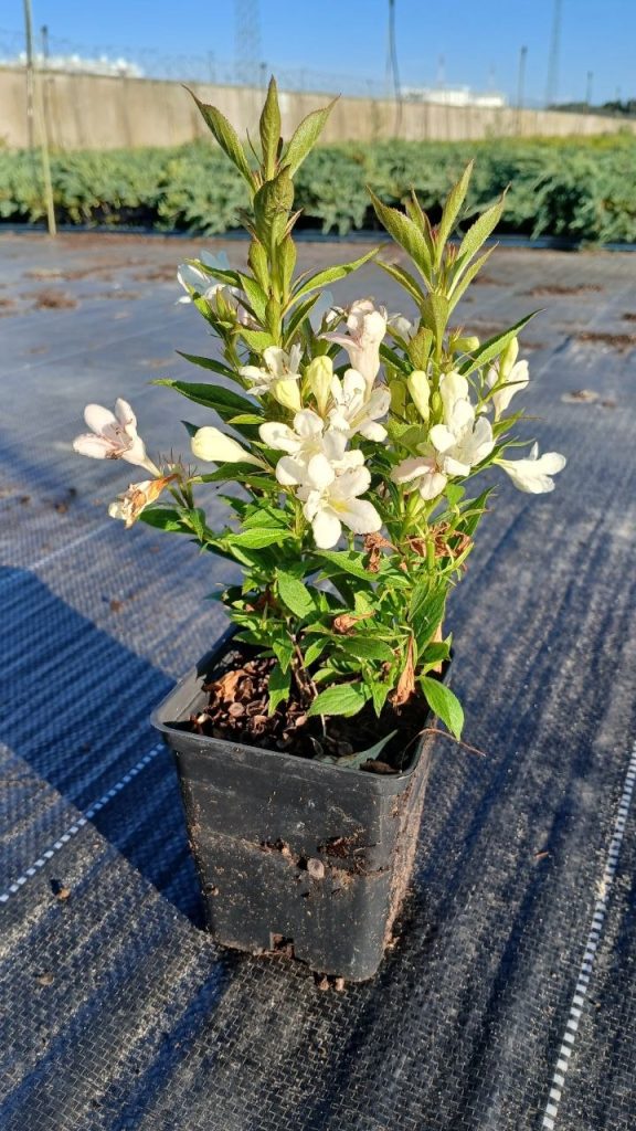 Вейгела 'Пикобелла Бьянко' – Weigela 'Picobella Bianco' PBR ® (защищенный сорт)