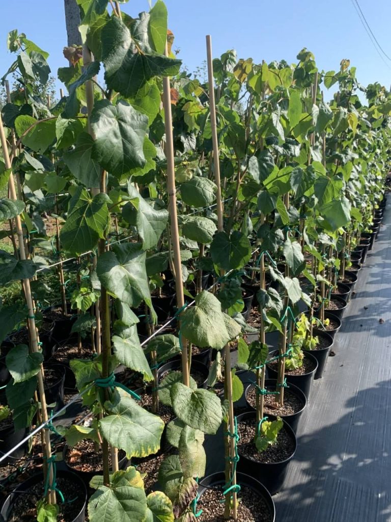 Липа мелколистная – Tilia cordata