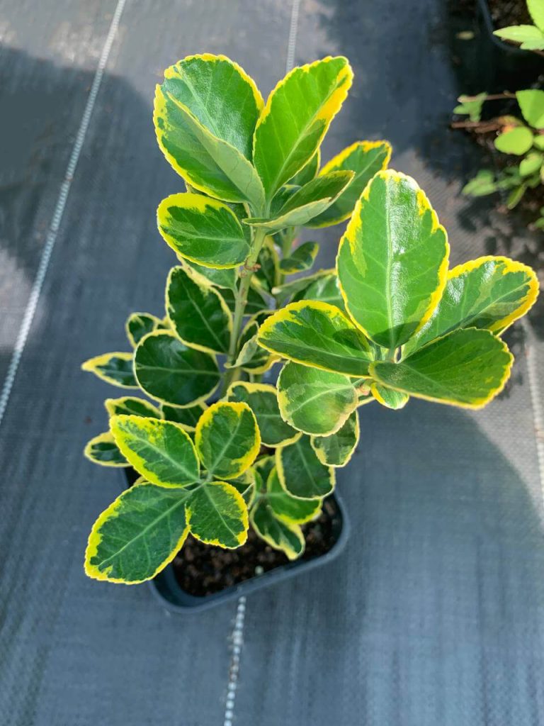 Бересклет японский 'Оватус Ауреус' ('Марике') – Euonymus jap. 'Ovatus Aureus' ('Marieke')