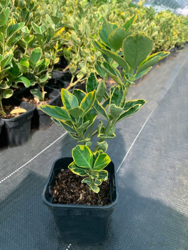 Бересклет японский 'Оватус Ауреус' ('Марике') – Euonymus jap. 'Ovatus Aureus' ('Marieke')