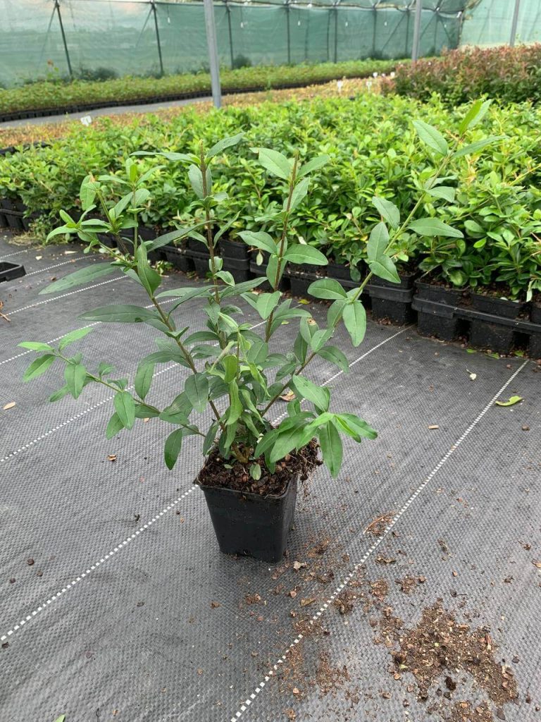 Бирючина обыкновенная 'Лоденс' – Ligustrum vulgare 'Lodense'