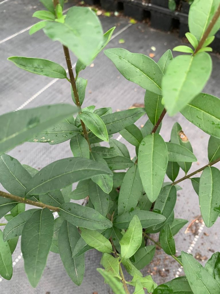 Бирючина обыкновенная 'Лоденс' – Ligustrum vulgare 'Lodense'