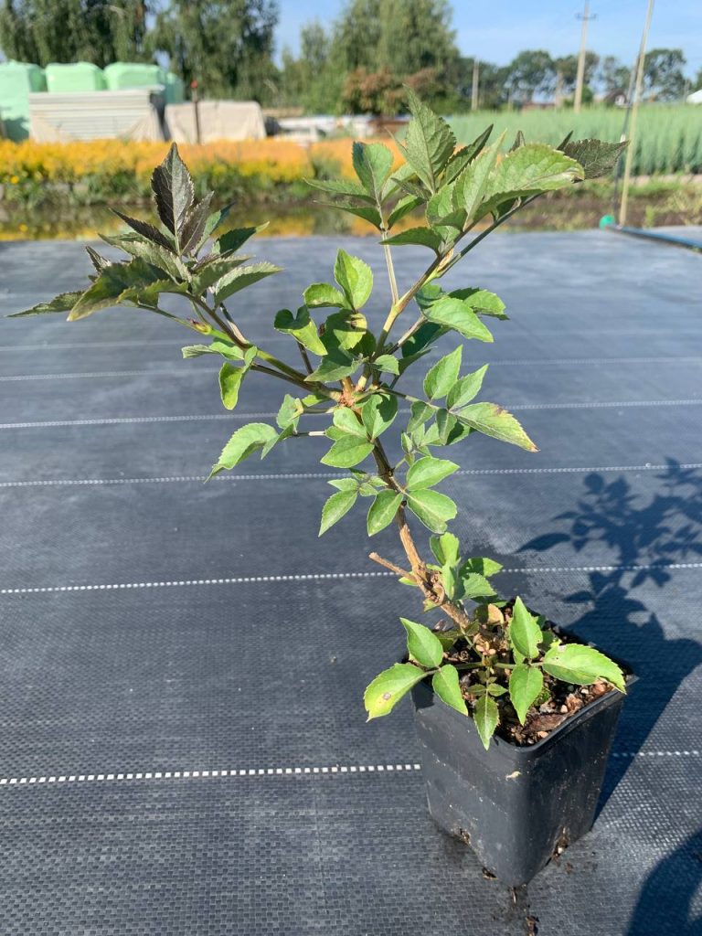Бузина чёрная 'Блэк Бьюти' – Sambucus nigra 'Black Beauty'