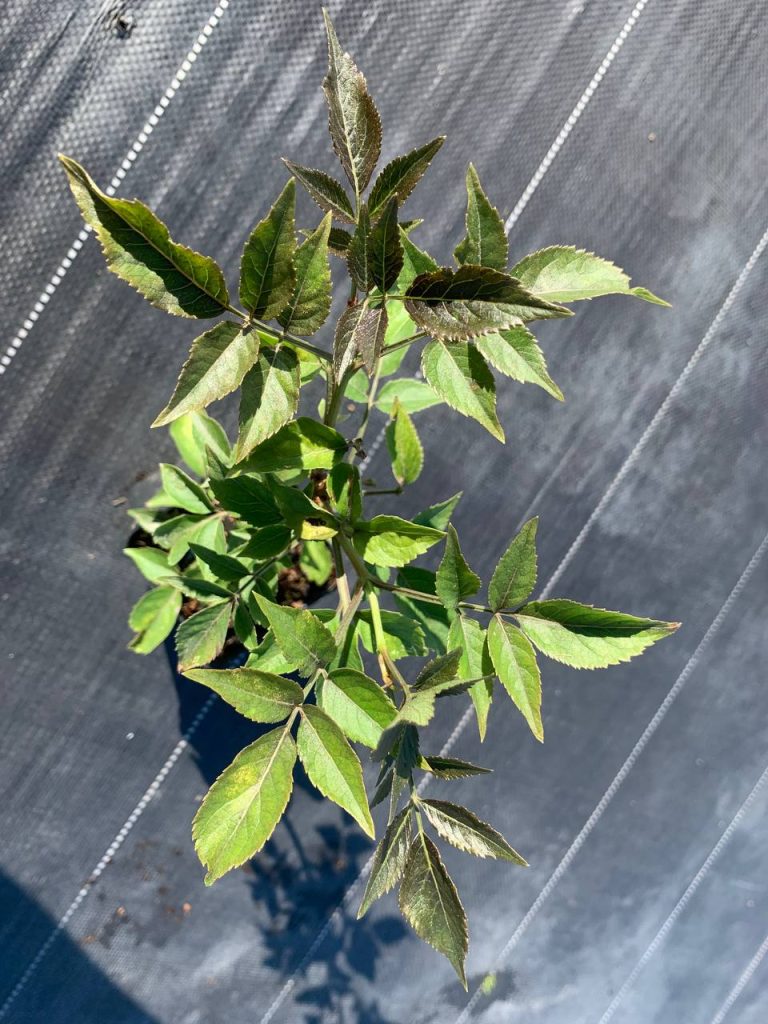Бузина чёрная 'Блэк Бьюти' – Sambucus nigra 'Black Beauty'