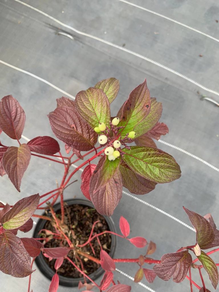 Дерен белый 'Кессельринги' – Cornus alba 'Kesselringii'