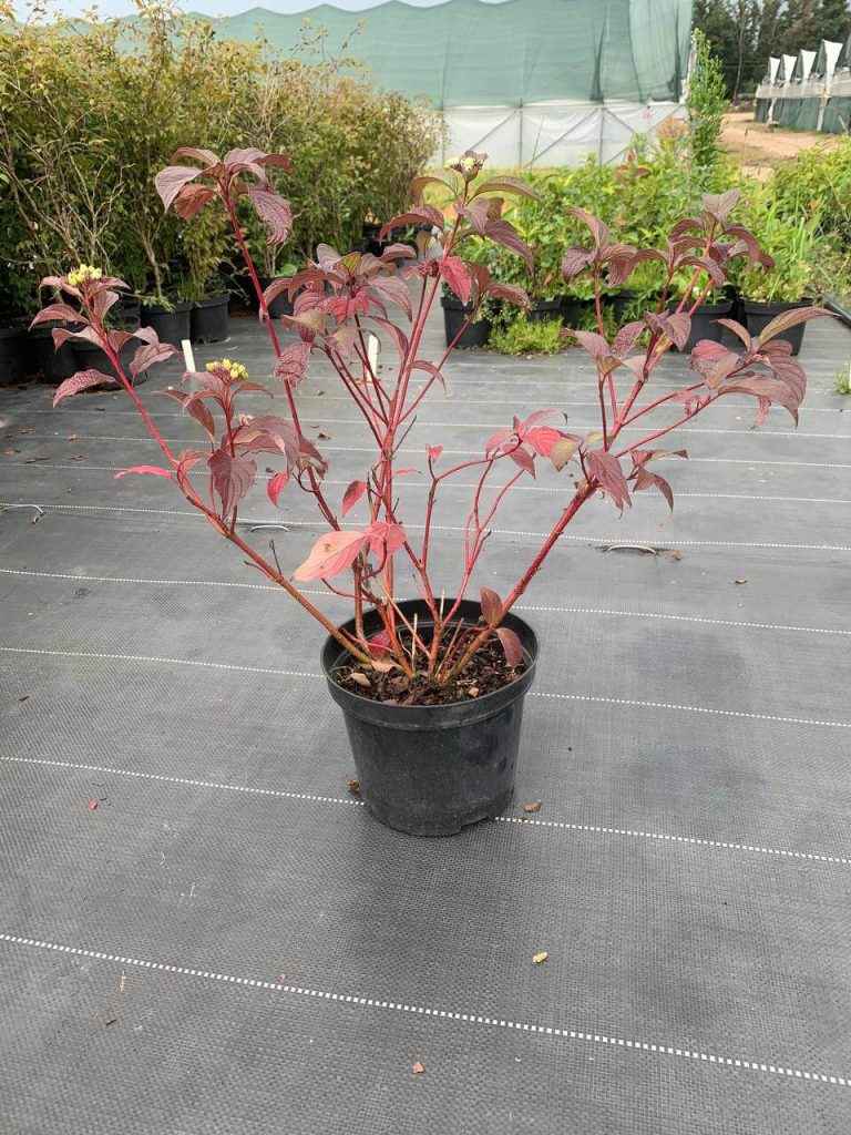 Дерен белый 'Кессельринги' – Cornus alba 'Kesselringii'
