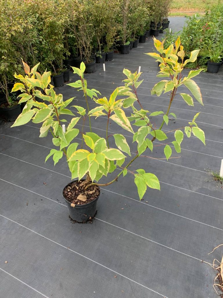 Дерен белый 'Шпэти' – Cornus alba 'Spaethii'