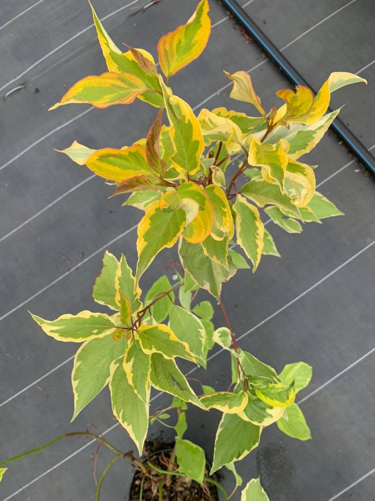 Дерен белый 'Шпэти' – Cornus alba 'Spaethii'