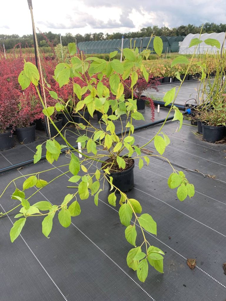 Дерен отпрысковый 'Флавирамеа' – Cornus sericea 'Flaviramea'