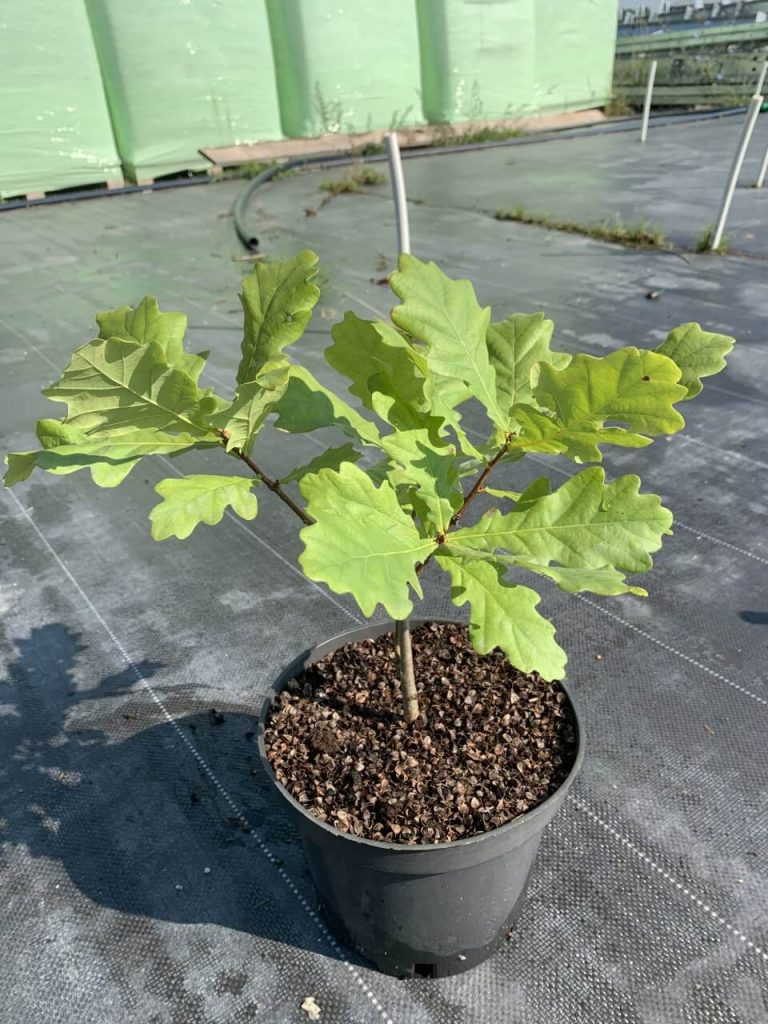 Дуб болотный 'Грин Пиллар' – Quercus pal. 'Green Pillar'