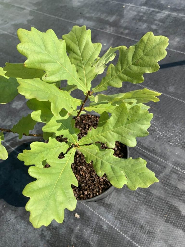 Дуб болотный 'Грин Пиллар' – Quercus pal. 'Green Pillar'