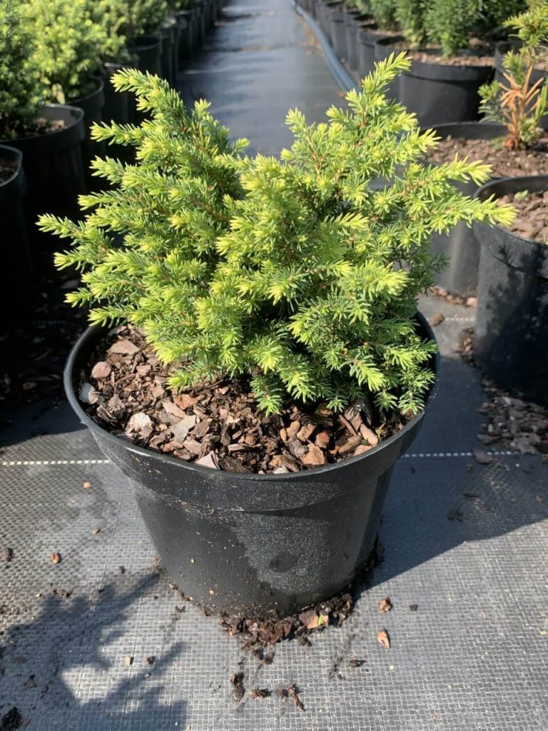 Ель обыкновенная 'Литл Джем' – Picea abies 'Little Gem'