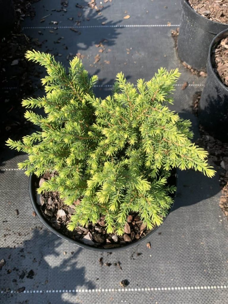 Ель обыкновенная 'Литл Джем' – Picea abies 'Little Gem'