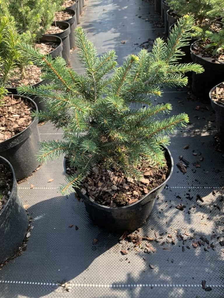 Ель сербская 'Карел' – Picea omorika 'Karel'