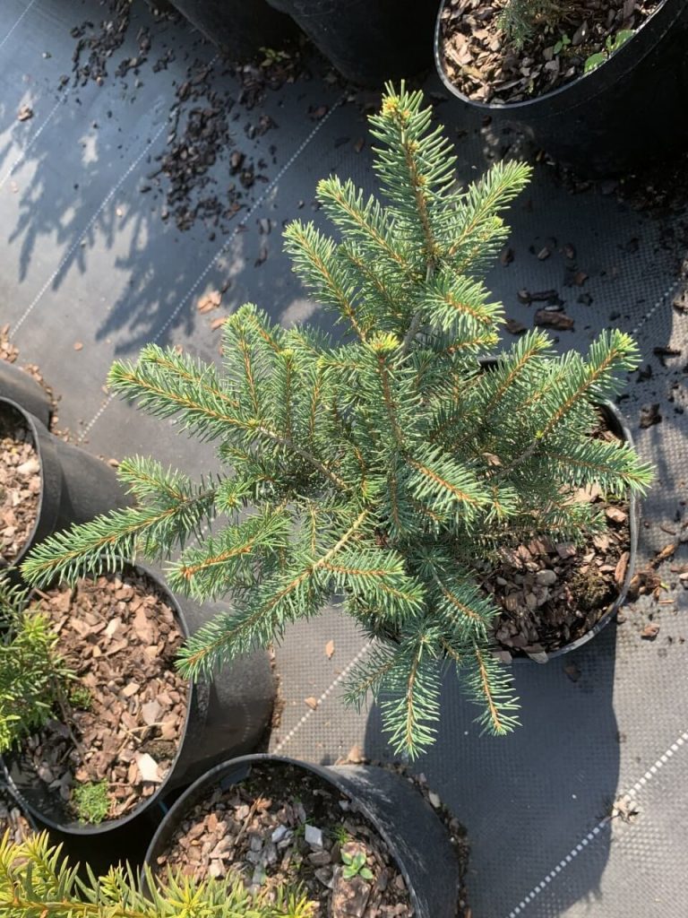 Ель сербская 'Карел' – Picea omorika 'Karel'