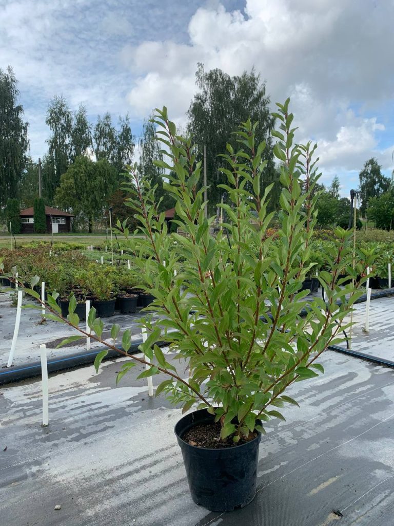 Форзиция промежуточная 'Спектабилис' – Forsythia × intermedia 'Spectabilis'