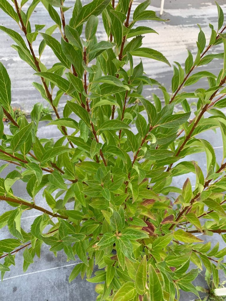 Форзиция промежуточная 'Спектабилис' – Forsythia × intermedia 'Spectabilis'