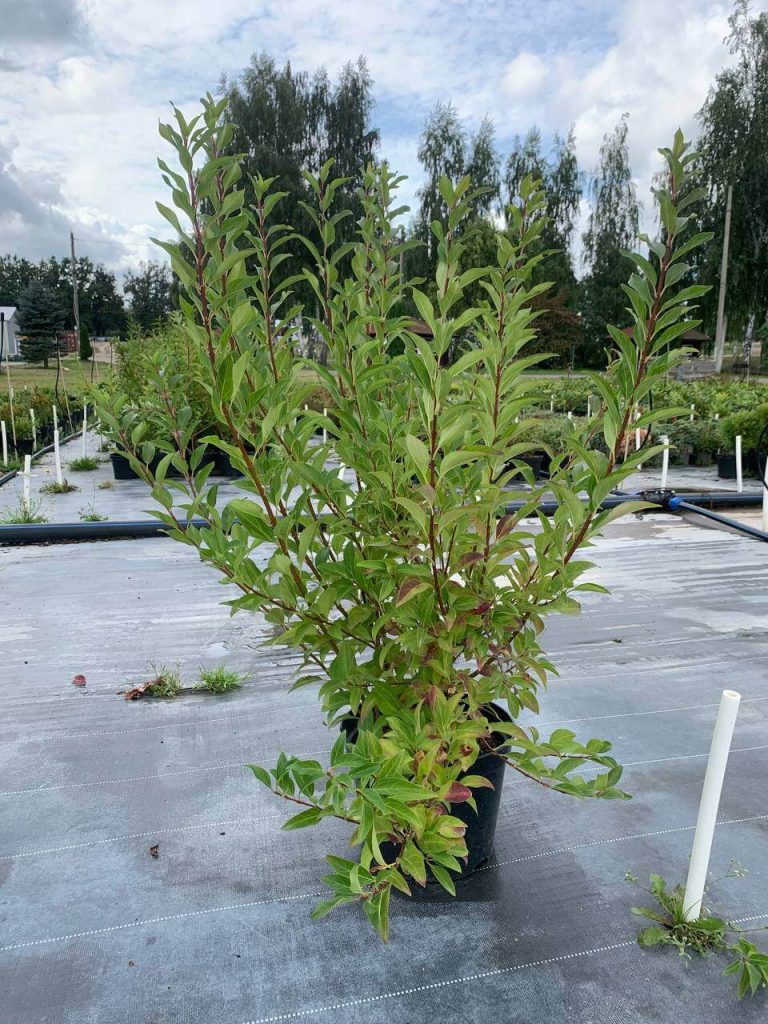 Форзиция промежуточная 'Спектабилис' – Forsythia × intermedia 'Spectabilis'