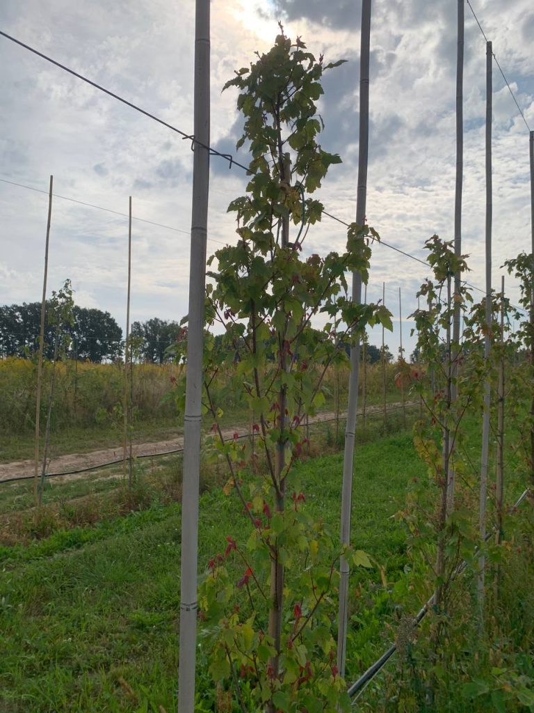 Клён красный 'Саммер Ред' – Acer rubrum 'Summer Red'