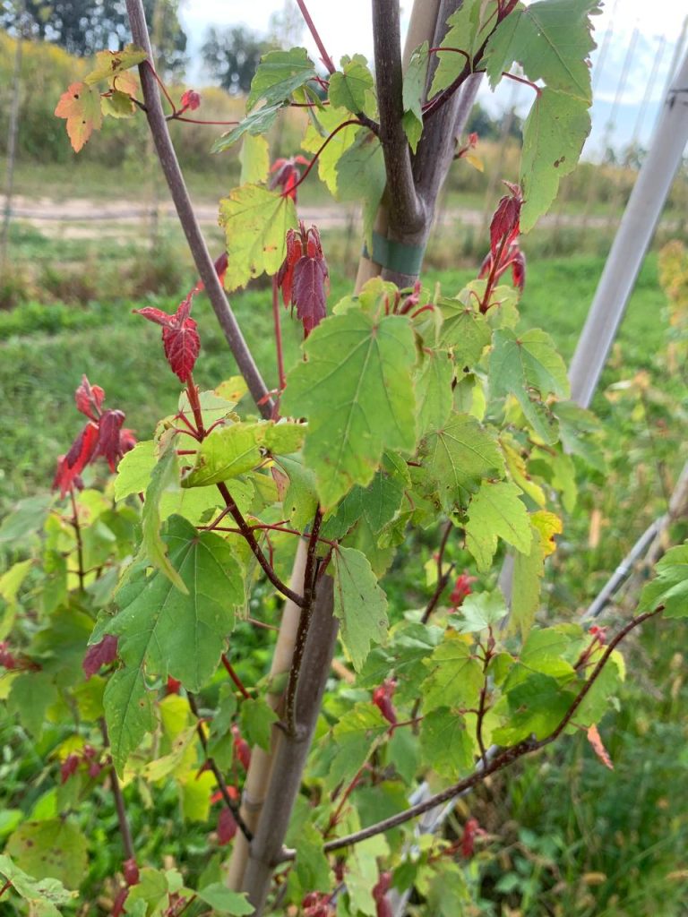 Клён красный 'Саммер Ред' – Acer rubrum 'Summer Red'