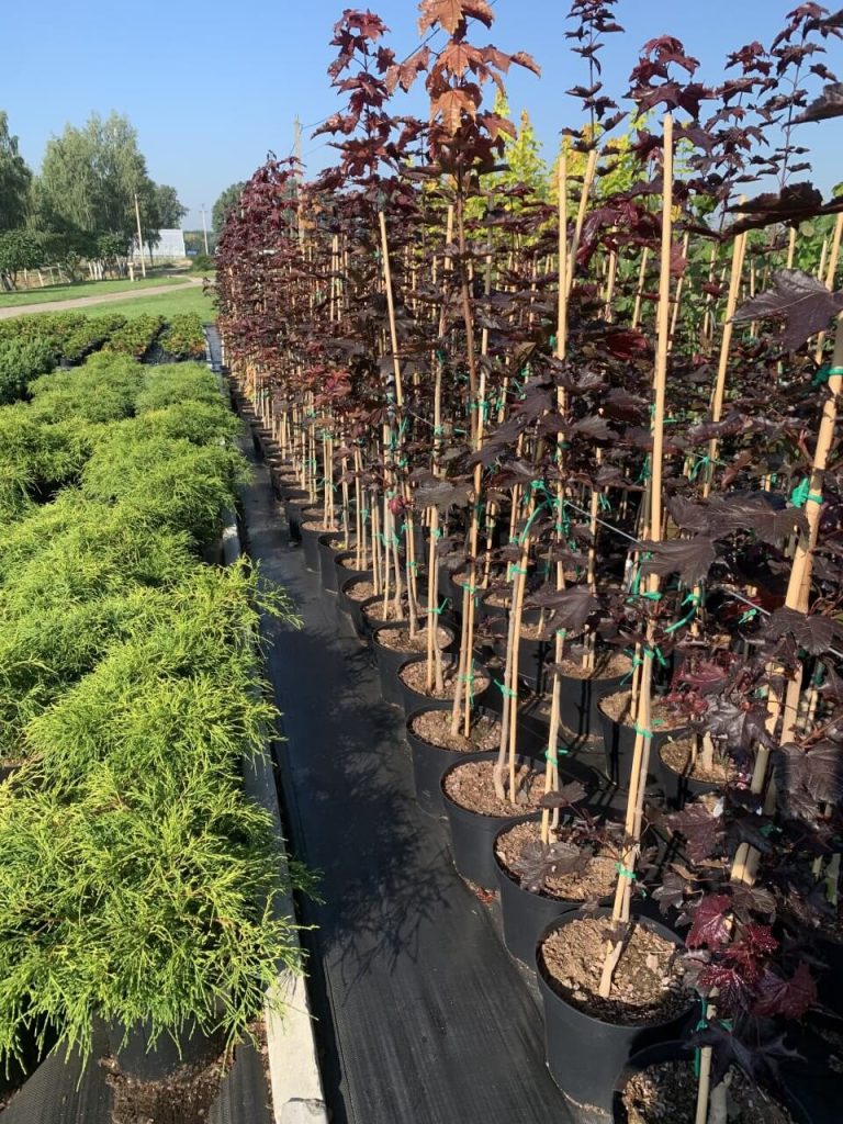 Клён остролистный 'Роял Ред' – Acer plat. 'Royal Red'