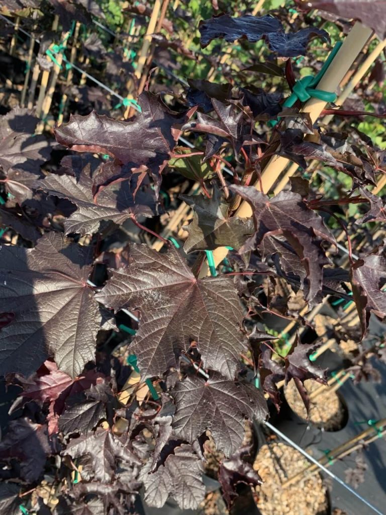 Клён остролистный 'Роял Ред' – Acer plat. 'Royal Red'