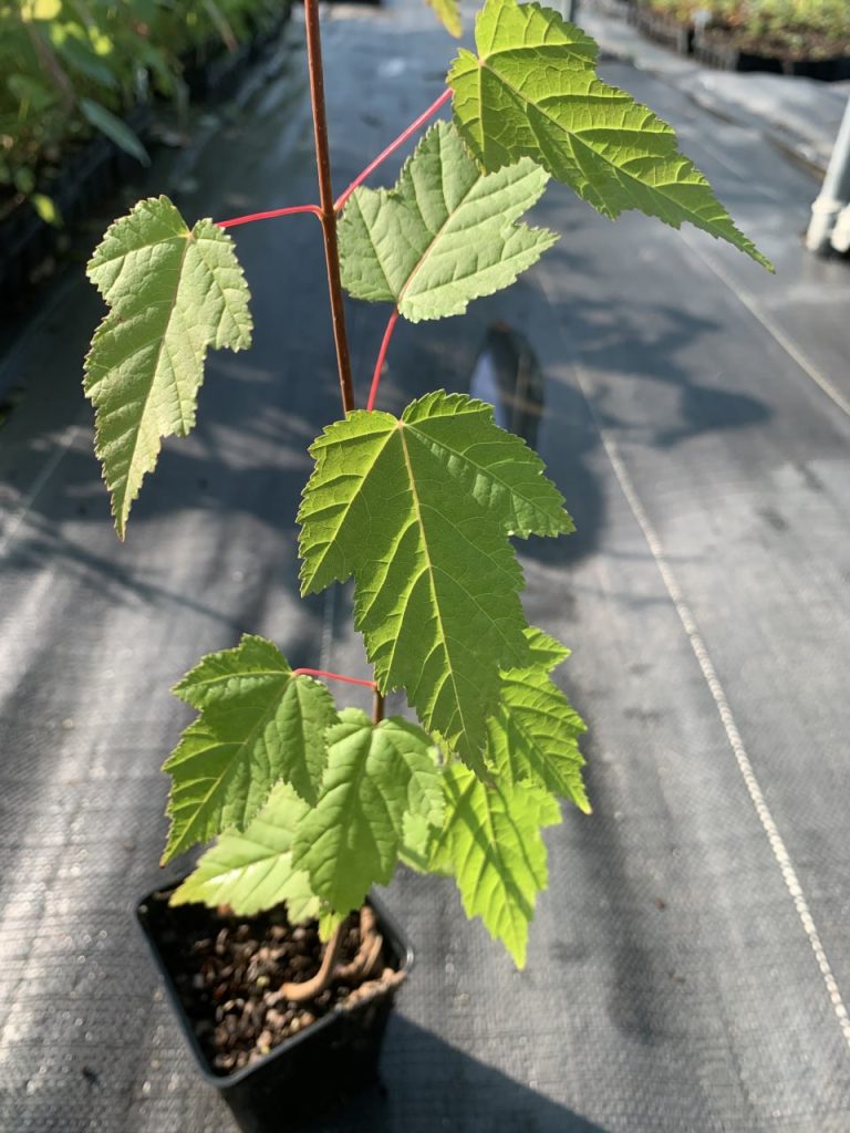 Клён татарский подвид Гиннала (Клён Гиннала) – Acer tataricum subsp. Ginnala