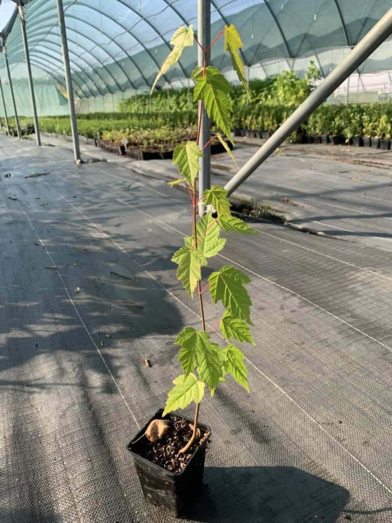 Клён татарский подвид Гиннала (Клён Гиннала) – Acer tataricum subsp. Ginnala