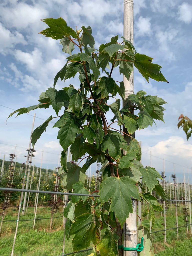 Клён красный 'Сканлон' – Acer rubrum 'Scanlon'