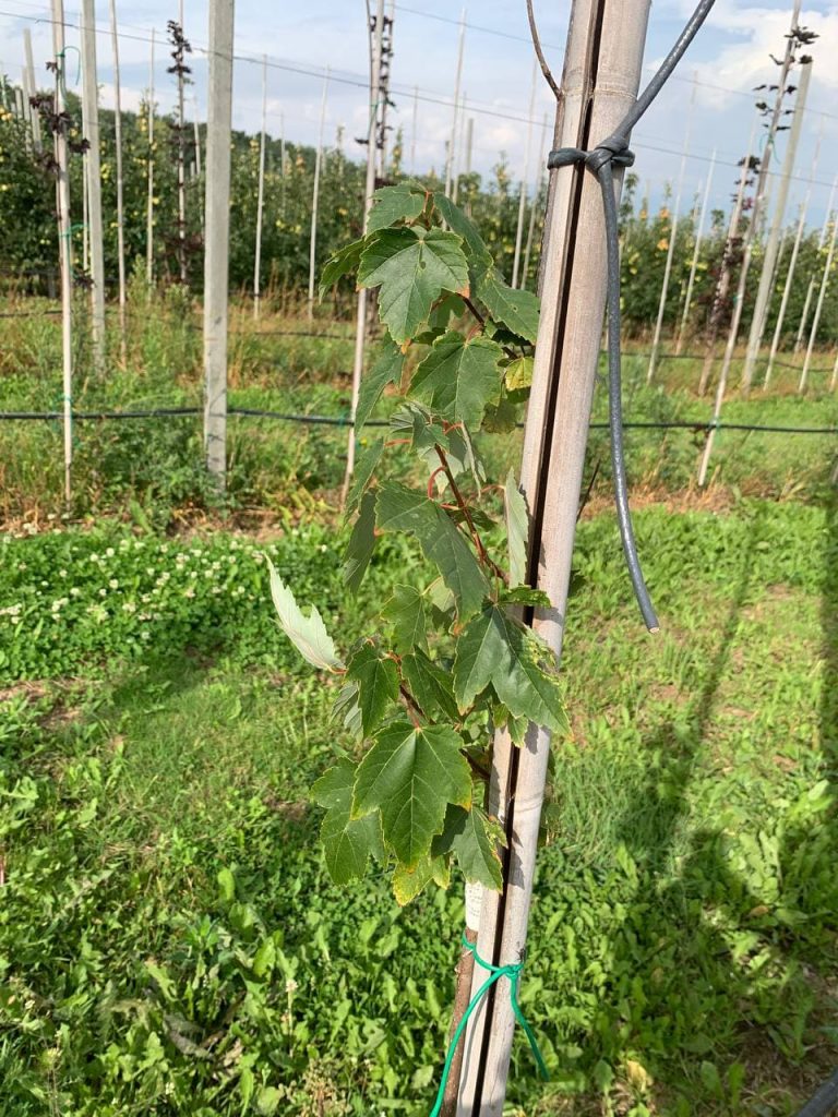Клён красный 'Сканлон' – Acer rubrum 'Scanlon'