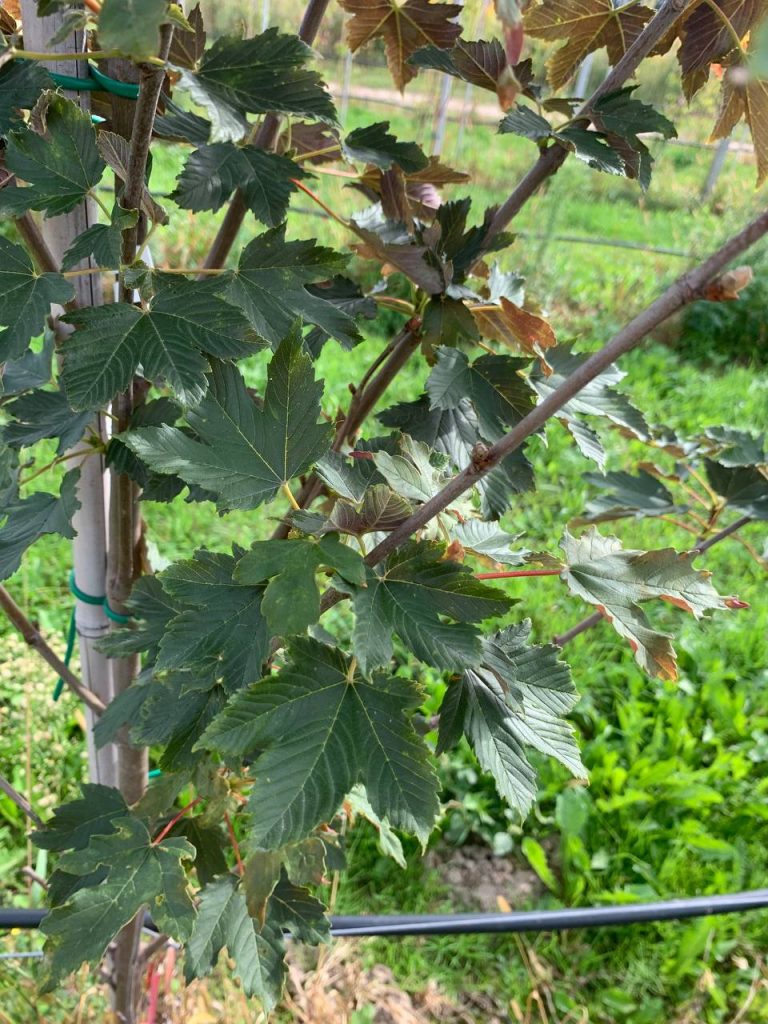 Клён ложноплатановый 'Атропурпуреум' – Acer pseudoplatanus 'Atropurpureum'