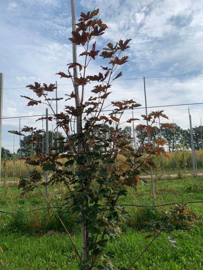 Клён ложноплатановый 'Атропурпуреум' – Acer pseudoplatanus 'Atropurpureum'
