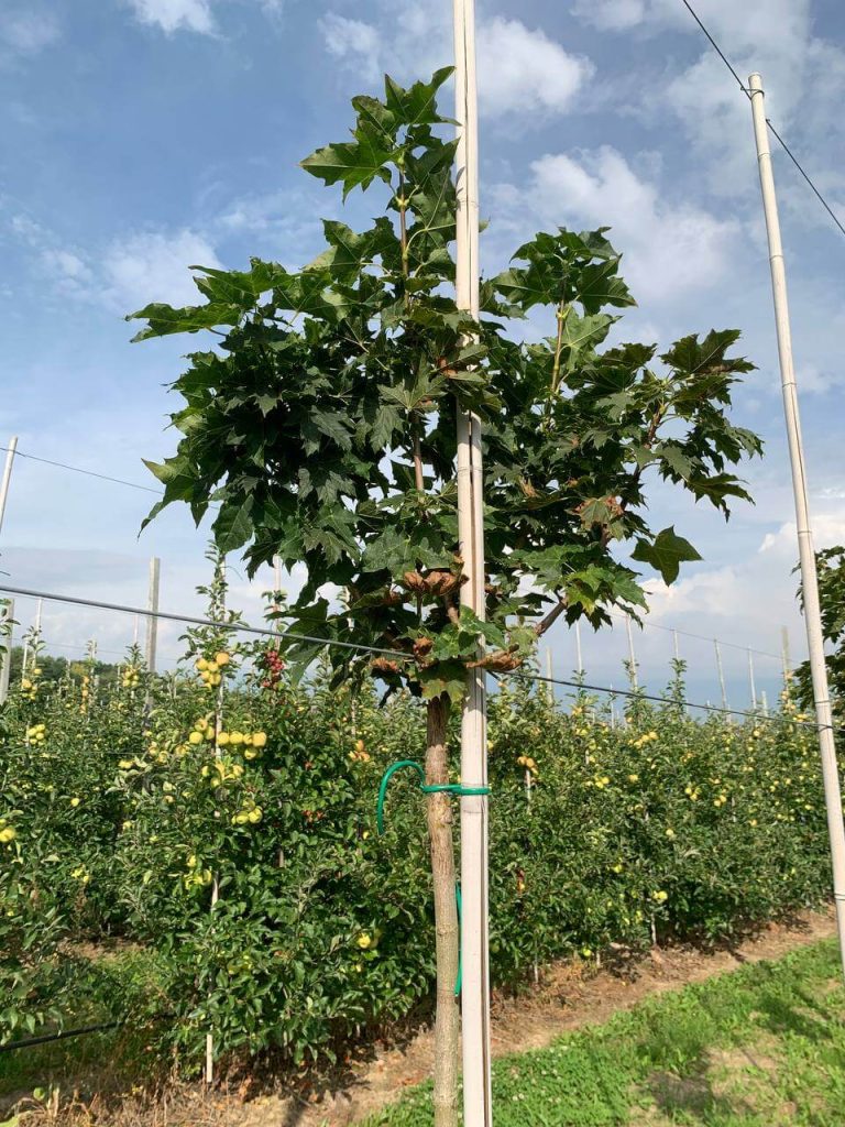 Клён остролистный 'Глобозум' – Acer platanoides 'Globosum'