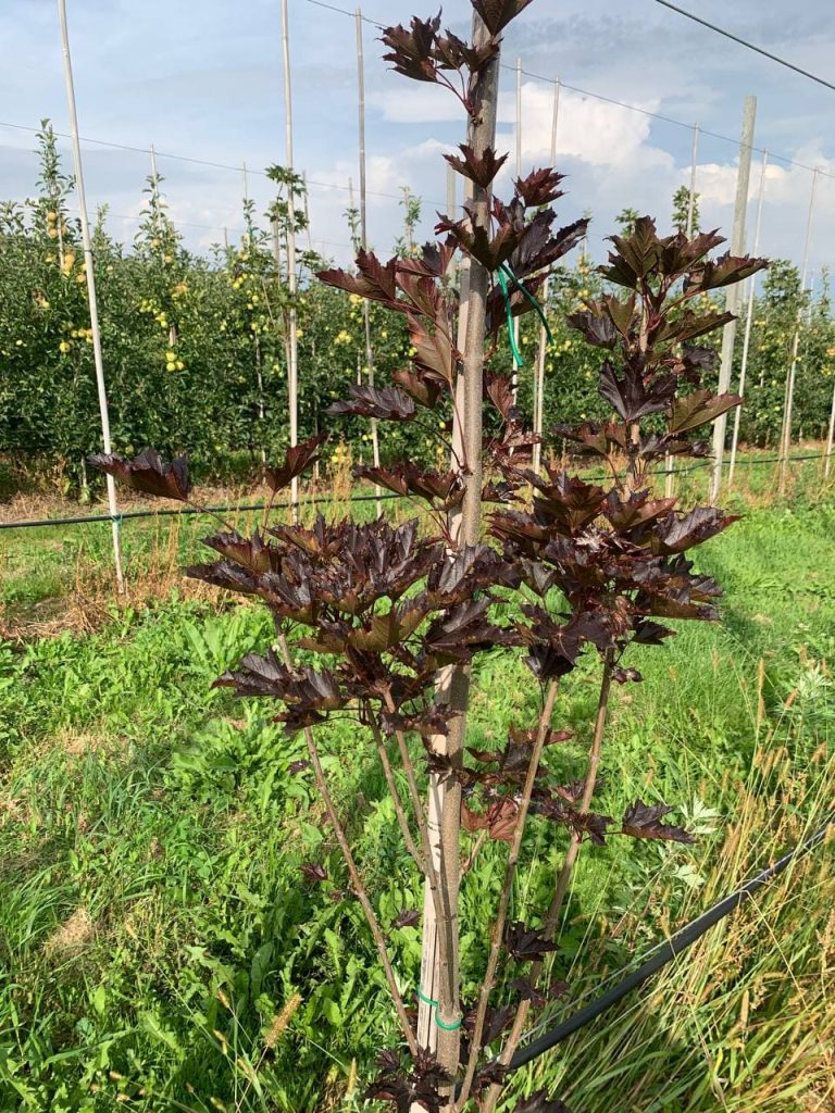 Клён остролистный 'Кримсон Сентри' – Acer platanoides 'Crimson Sentry'